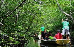 Mangrove Tour image, Manta Ray Snorkeling Package, Lembongan Package