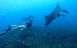 Manta Ray Snorkeling Package, Manta Ray Snorkeling