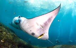 Manta Fish,Nusa Penida Packages,Nusa Penida Diving