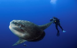 Nusa Penida Diving, Mola - Mola Fish