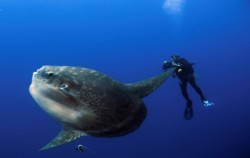 Mola - Mola Fish image, Nusa Penida Diving, Nusa Penida Packages