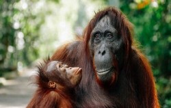 Orang Utan,Borneo Island Tour,3 Days 2 Nights Borneo Orangutan Tour