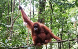 16 Days 15 Nights Sumatera , Sumatra Adventure, Lesseur Orangutan