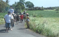Horse Riding at Canggu, Bali Horse Riding, Canggu Horse Riding