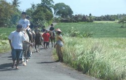 Canggu Horse Riding image, Horse Riding at Canggu, Bali Horse Riding