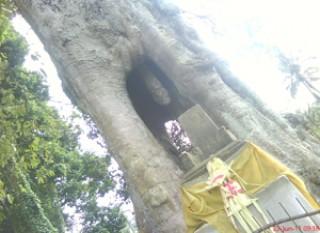 Lanang-Wadon Tree