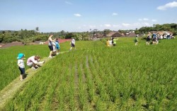 Rice Paddy,Bali Trekking,Rice Paddy Walking Tour in Ubud