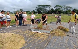 Yellow Rice Paddy,Bali Trekking,Rice Paddy Walking Tour in Ubud