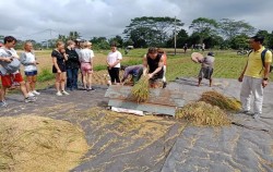 Yellow Rice Paddy image, Rice Paddy Walking Tour in Ubud, Bali Trekking