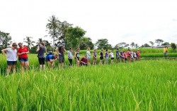Rice Paddy walk in group image, Rice Paddy Walking Tour in Ubud, Bali Trekking