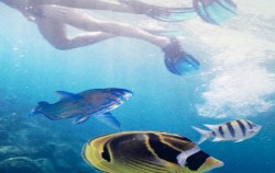 Snorkeling Activity image, Starfish Fast Cruise, Nusa Penida Fast boats