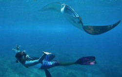Nusa Penida Package with Snorkeling 2 Days 1 Night, Snorkeling at Manta Point