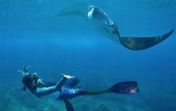 Snorkeling at Manta Point,Nusa Penida Packages,Nusa Penida Package with Snorkeling 2 Days 1 Night