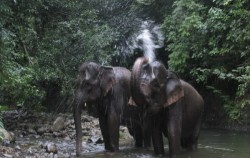Way Kambas Elephant,Sumatra Adventure,3D2N Way Kambas Tour