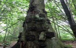 Tarra Tree The Baby Grave image, BUGIS ADVENTURE ( LAKE TEMPE EXPLORATION ) + TORAJA CULTURE AND NATURE TOUR 5 Days / 4 Nights, Toraja Adventure