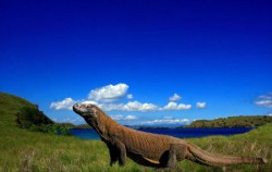 Flores Adventure Homo Floresiensis And Komodo Dragon 4D 3N, Komodo