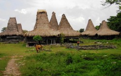 Sumba Adventure Tour 10D 9N, Tosi Village