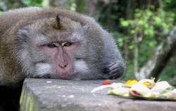 Ubud Monkey Forest