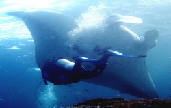 Nusa Penida Diving, Underwater Moment