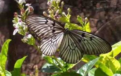 Bali Butterfly image, Bali Butterfly Park, Bali Butterfly Park