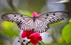 Bali Butterfly image, Bali Butterfly Park, Bali Butterfly Park