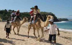 Bali Camel Safaris,Bali Camel Safari,Bali Camel Safari