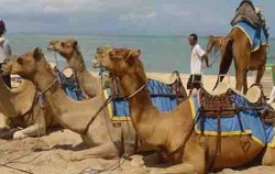 Bali Camel Safari Ride image, Bali Camel Safari, Bali Camel Safari