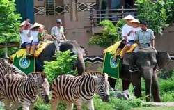 Bali Safari and Marine Park, Elephant Bali Safari Park