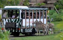 Bali Safari & Marine Park Package, Bali Safari Explorer