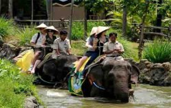 Elephant Explorer,Bali Safari Marine Park,Bali Safari & Marine Park Package