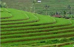 Bali Swaha Trekking Adventure, Bali Swaha Trekking