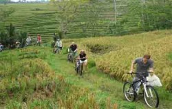 Bayan Cycling Tour, Bali Cycling, Bali Cycliing Tour