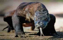 Komodo Dragon,Komodo Adventure,Komodo Tour 4 Days 3 Nights