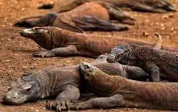 Habitat Komodo Dragon,Komodo Adventure,Komodo Tour 4 Days 3 Nights