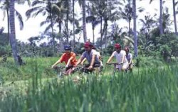 Bike Tour image, Jatiluwih & Kintamani Cycling, Bali Cycling