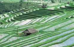 Jatiluwih Rice Terrace and Batukaru Temple, Jatiluwih Tabanan Bali