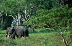 Way Kambas Trekking image, 3D2N Way Kambas Tour, Sumatra Adventure