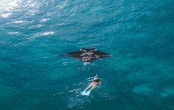 with Manta Ray image, West Trip with Snorkeling Tour by Lembongan Trip, Lembongan Package