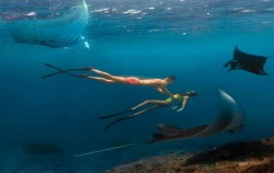 with Manta Ray image, West Trip with Snorkeling Tour by Lembongan Trip, Lembongan Package