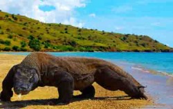 Sailing Komodo Adventure 3D2N Tours , Komodo Species