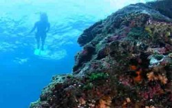 DIVERSE CRUISES,Bali Cruise,Lembongan Island Reef Cruise