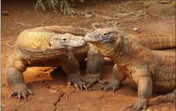 a Pair of Dragons,Komodo Adventure,Komodo Tour Package 6D5N