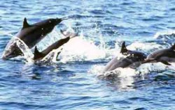 Ocean Rafting Dolphin Cruise, Ocean Rafting Dolphin