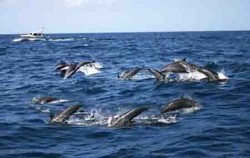 Ocean Rafting Dolphin Cruise, Dolphin View