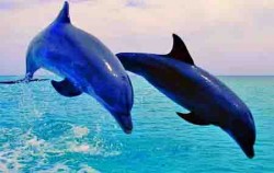 Overnight and Dolphin Tours, Dolphin Jump