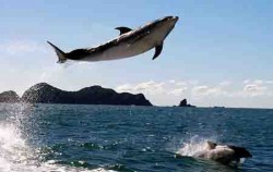 Overnight and Dolphin Tours, Bali Sightseeing, Dolphin Eco Encounter
