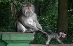 Monkey Forest image, Sangeh, Mengwi and Tanah Lot Tour, Bali Sightseeing