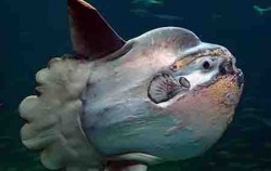 Nautilus Diving Bali, Sunfish