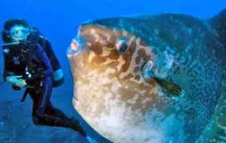 Nautilus Diving Bali, oceanic sunfish