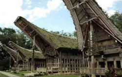 TORAJA CULTURE AND NATURE TOUR  3 Days / 2 Nights, Toraja Adventure, TANA TORAJA